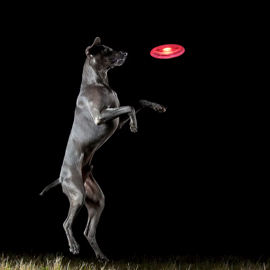 Frisbee Lumineux pour Chien – Jouet Extérieur Fun, Visible et Stimulant